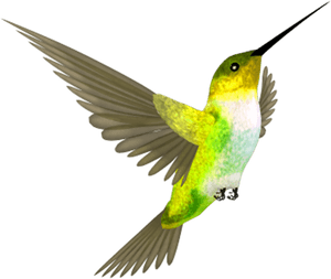 Fly Bird, HD Png Download PNG image with transparent background