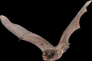 Flying Bat Black Background PNG image with transparent background