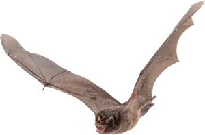 Flying Bat Black Background PNG Image