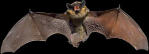 Flying Bat Black Background PNG image with transparent background