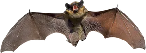 Flying Bat Black Background PNG Image