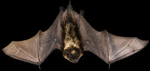 Flying_ Bat_ Black_ Background.jpg PNG image with transparent background