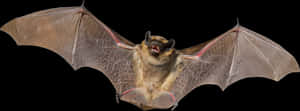 Flying Bat Black Background PNG with transparent background