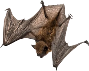 Flying Bat Transparent Background PNG Image