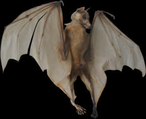 Flying Bat Transparent Background PNG image with transparent background