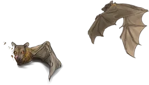 Flying_ Bats_ Illustration PNG Image