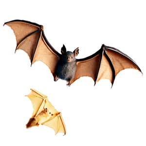 Flying Bats PNG 05232024 PNG image with transparent background