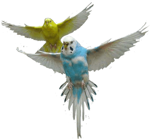 Parrot Parrots Bird Fly Air Up Sky Colors Cute - Parrot PNG image with transparent background