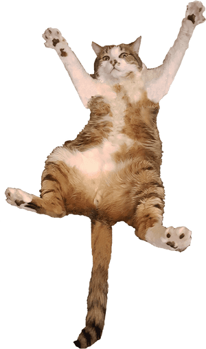 Transparent Cats Png - Cat Jumping Transparent Background, Png Download PNG image with transparent background
