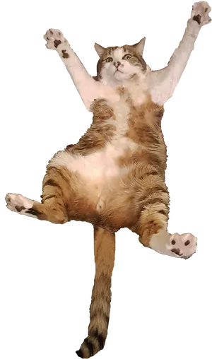 Flying Cat Mid Air Jump PNG Image