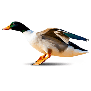 Flying Duck Silhouette PNG 05032024 PNG image with transparent background