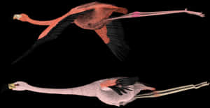 Flying Flamingo Png - Flying Flamingos For Sale, Transparent Png PNG image with transparent background