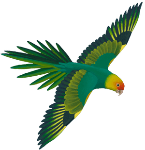 Parrot Clipart Real - Green Flying Parrot Png PNG image with transparent background