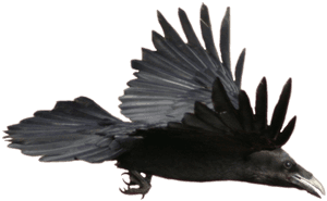 Flying Raven, HD Png Download PNG image with transparent background