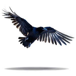 Flying Raven PNG 05062024 PNG image with transparent background