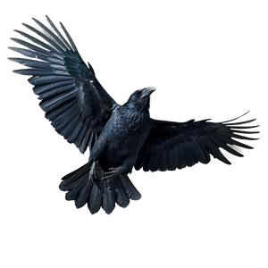 Flying Raven PNG 05062024 PNG image with transparent background
