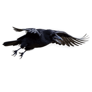 Flying Raven PNG 34 PNG image with transparent background