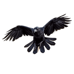 Flying Raven PNG hpx43 PNG image with transparent background