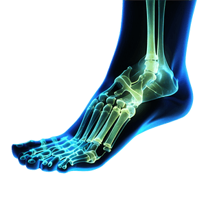 Foot Bones X-ray PNG 2 PNG with transparent background