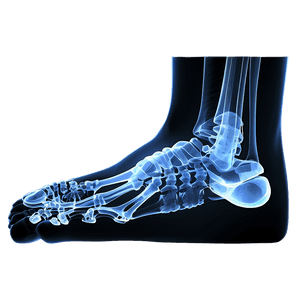 Foot Bones X-ray PNG 57 PNG with transparent background