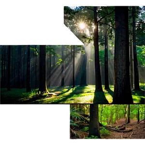 Forest Clearing Sunshine Png Ohu PNG Image