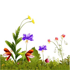 Forest Edge Wildflowers PNG fgs76 PNG with transparent background