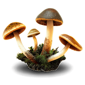 Forest Fungus PNG 97 PNG