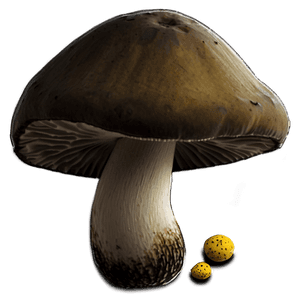 Forest Mushrooms PNG 05242024 PNG image with transparent background