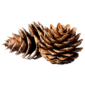 Forest Pine Cone PNG 99 PNG