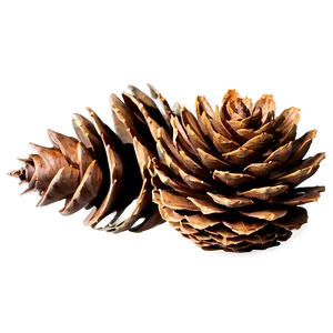 Forest Pine Cone Png 99 PNG Image