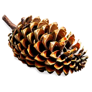 Forest Pinecone Artwork Png Kns PNG Image