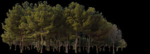 Forest Png Transparent Image - Forest Trees Transparent Png, Png Download PNG image with transparent background