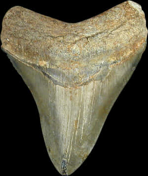 Shark Tooth Png - Shark Tooth No Background, Transparent Png PNG image with transparent background