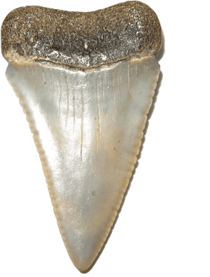 Shark Teeth Transparent Image - White Shark Teeth Png, Png Download PNG image with transparent background