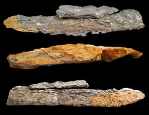 Fossilized Wood Specimens PNG image with transparent background