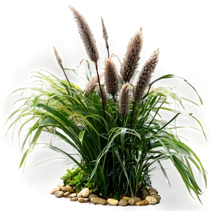 Fountain Grass Png 6 PNG Image