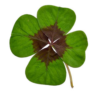 Four Leaf Cloveron Black Background PNG Image