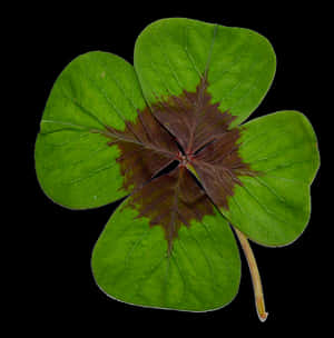 Four Leaf Cloveron Black Background.jpg PNG