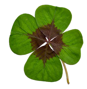 Four Leaf Cloveron Black Background.jpg PNG Image