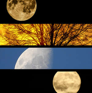Four Moon Phases Collage PNG image with transparent background