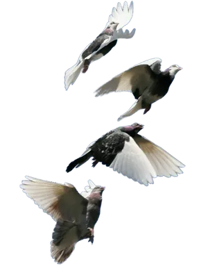 Four Pigeons In Flight PNG Image