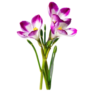 Fragrant Freesia Png Vhe5 PNG Image