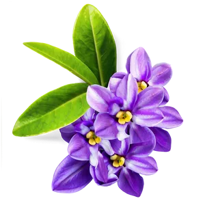 Fragrant Spring Flower Png 06272024 PNG Image