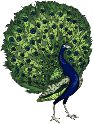 Free Download Creazilla - Peacock Cartoon, HD Png Download PNG image with transparent background