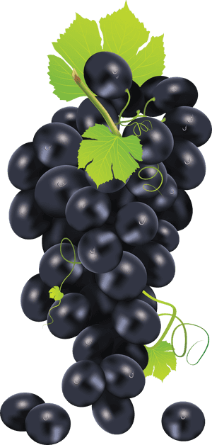 Free Download Of Grape High Quality Png - Black Grapes In Png, Transparent Png PNG image with transparent background