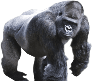 Free Images Toppng Transparent - Gorillas Png, Png Download PNG image with transparent background