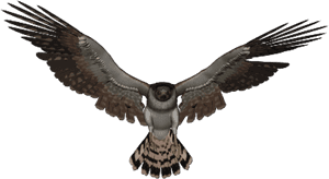 Free Png Download Falcon Png Images Background Png - Falcon Transparent Background, Png Download PNG image with transparent background
