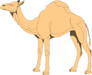 Free Vector Camel - Png Vector Camel, Transparent Png PNG image with transparent background