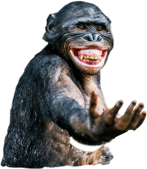 #freetoedit #sticker #chimp - Smiling Chimpanzee, HD Png Download PNG image with transparent background