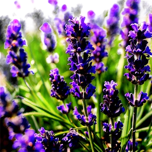 French Lavender Field Png 63 PNG Image